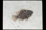 Fossil Fish (Cockerellites) - Green River Formation #96932-1